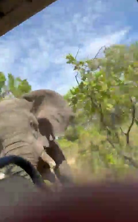 Auf Safari gefangener Elefant wird wütend und greift das Auto eines Toten an