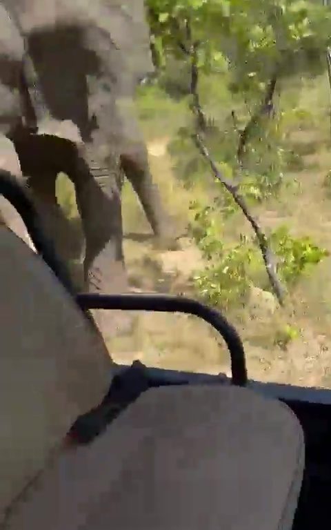 Auf Safari gefangener Elefant wird wütend und greift das Auto eines Toten an