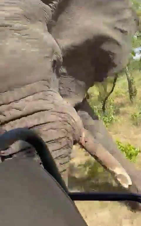 Elefante ripreso durante safari impazzisce e attacca auto un morto