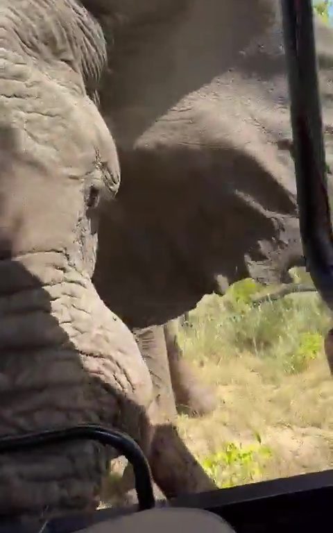 Elefante ripreso durante safari impazzisce e attacca auto un morto