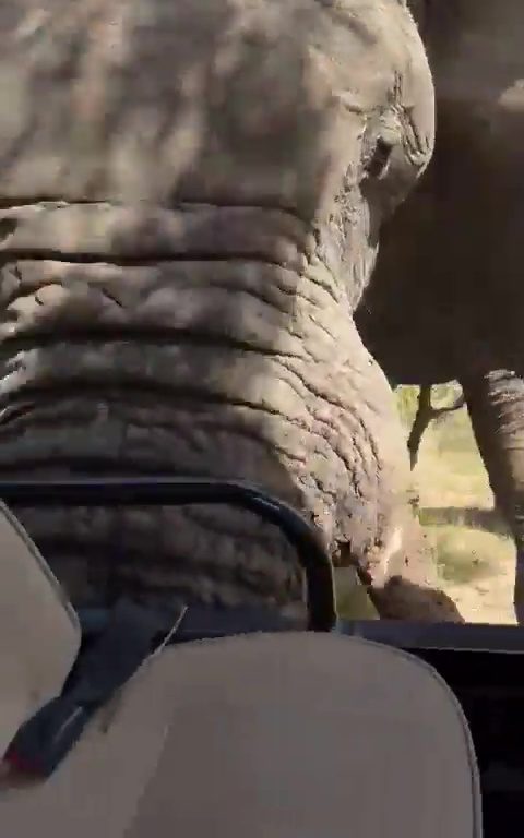 Elefante ripreso durante safari impazzisce e attacca auto un morto