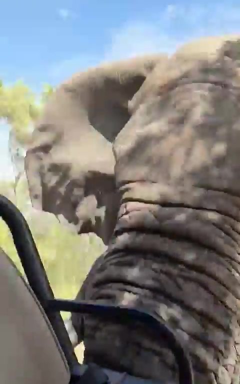 Elefante ripreso durante safari impazzisce e attacca auto un morto