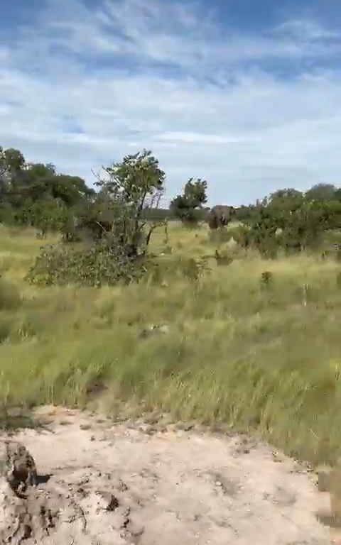 Elefante ripreso durante safari impazzisce e attacca auto un morto