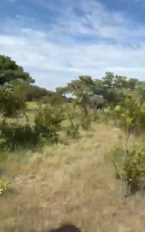 Elefante ripreso durante safari impazzisce e attacca auto un morto