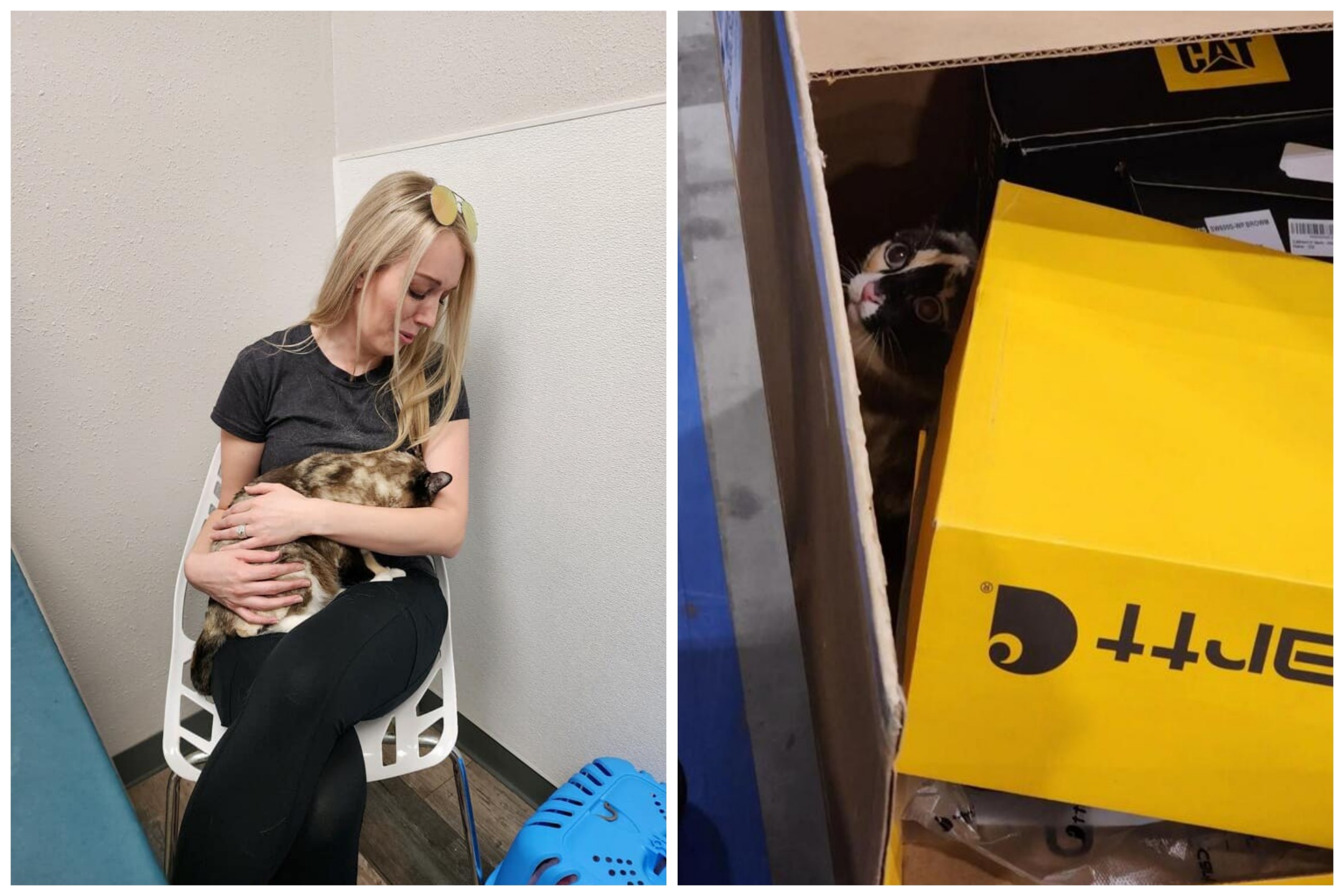 Famiglia fa reso Amazon ma il gatto va nella scatola salvo dopo una settimana