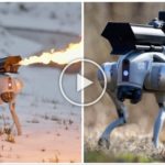 El Thermonator, un perro robot de defensa con lanzallamas, está a la venta: aquí está el coste