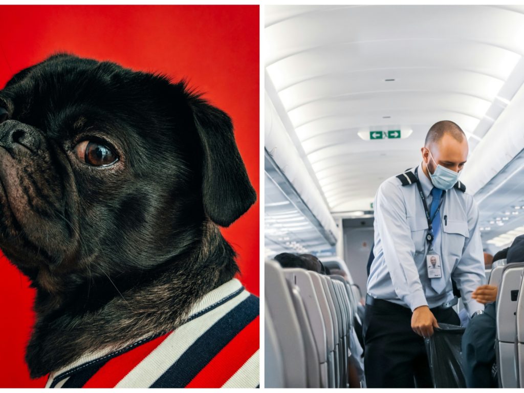 Caca de chien en première classe, avion contraint d'atterrir à cause de l'odeur