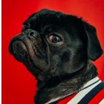 Hund kackt in der ersten Klasse, Flugzeug musste wegen Geruch landen