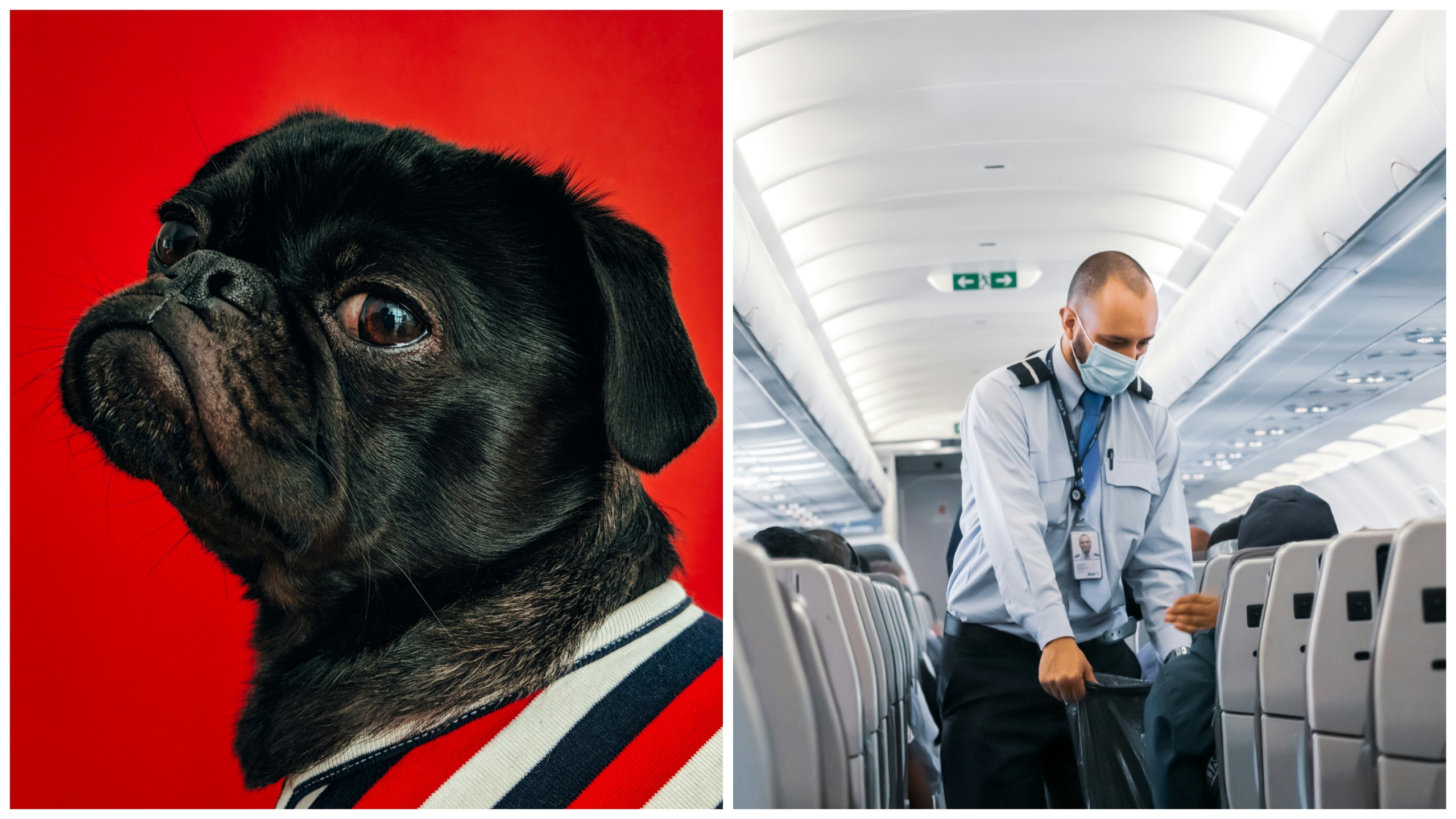 Caca de chien en première classe, avion contraint d'atterrir à cause de l'odeur