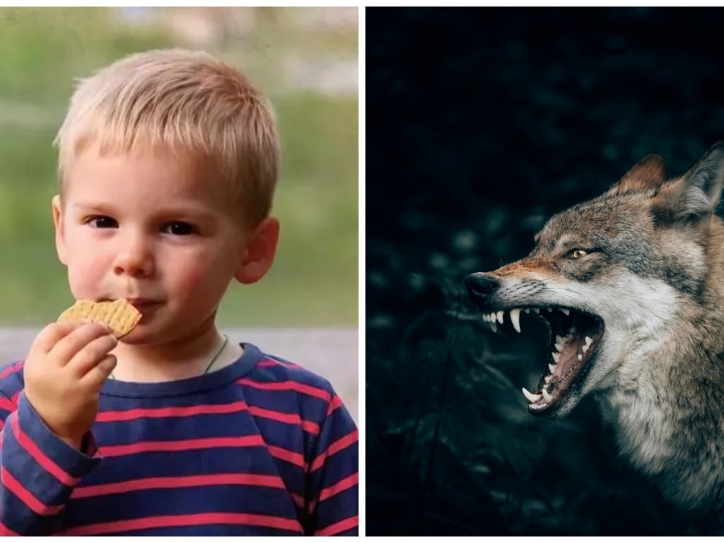 Enfant déchiqueté par les loups : la dernière hypothèse sur le petit garçon retrouvé mort dans les Alpes