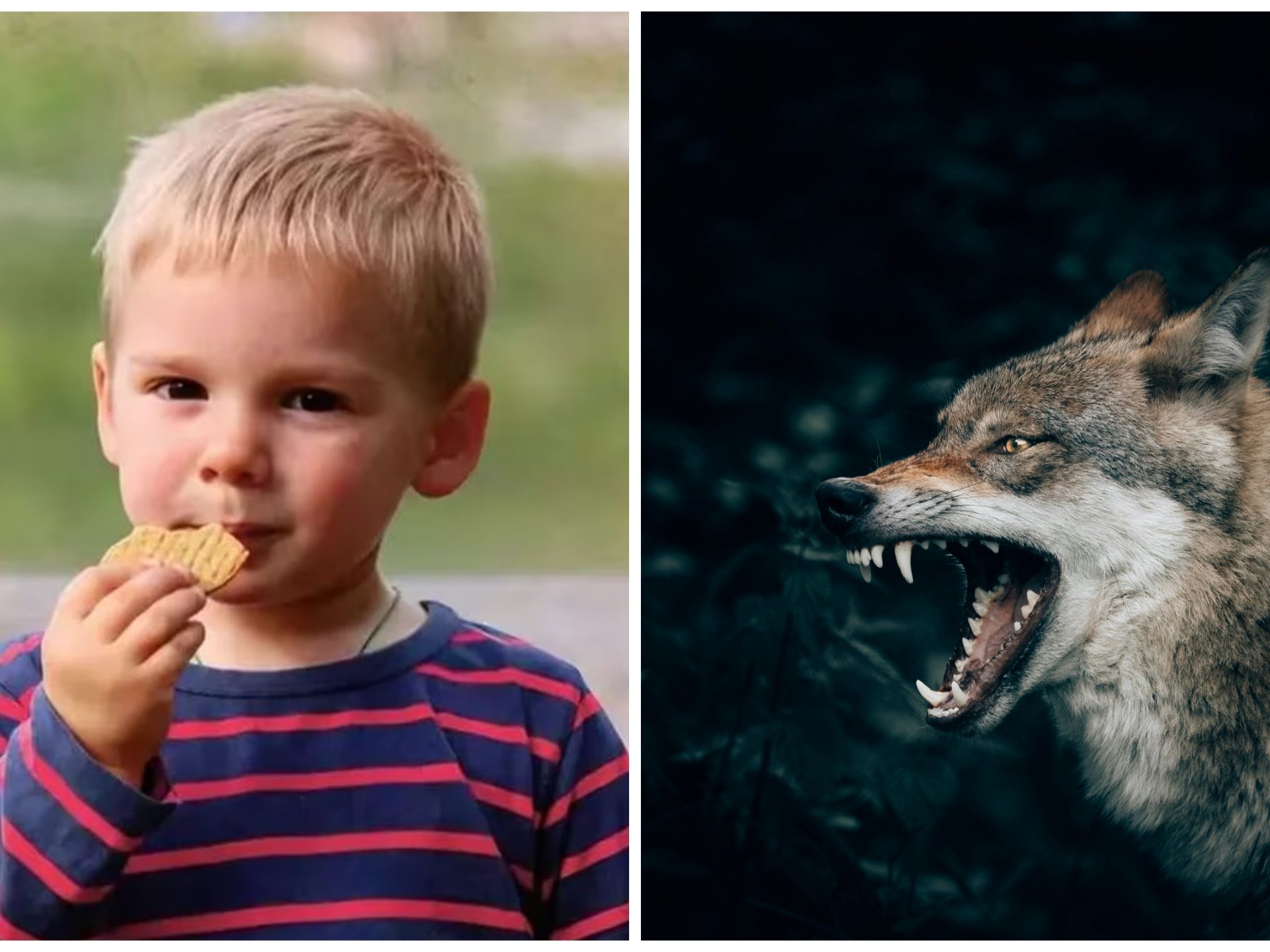 Niño despedazado por lobos: la última hipótesis sobre el niño encontrado muerto en los Alpes