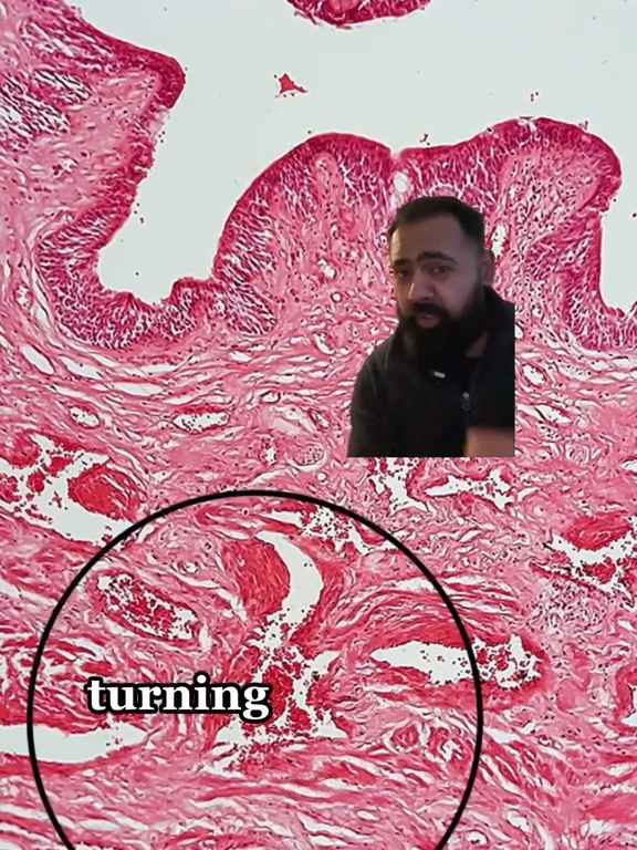 Una fetta di pene passato al microscopio: video scientifico fa il botto