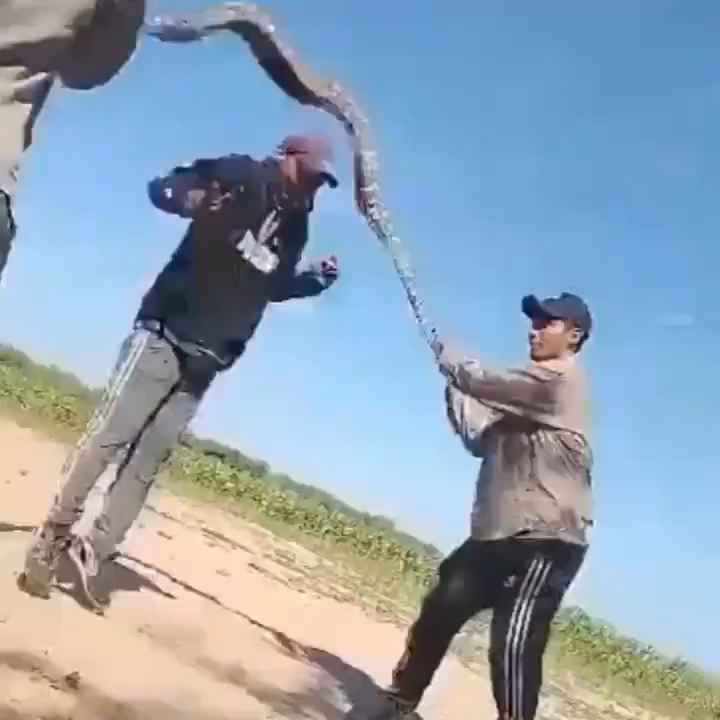 Usan una boa como cuerda para saltar Impactante video sobre la serpiente maltratada se hace viral