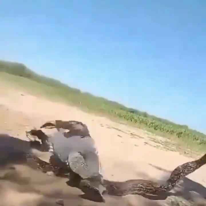 Usan una boa como cuerda para saltar Impactante video sobre la serpiente maltratada se hace viral