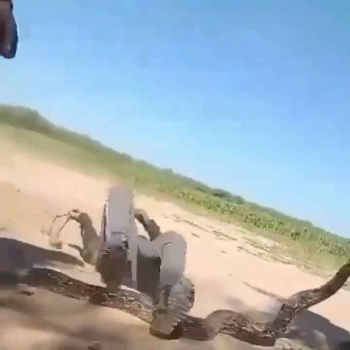 Ils utilisent un boa comme corde à sauter Une vidéo choquante sur le serpent maltraité est virale