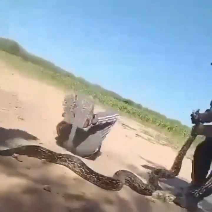 Ils utilisent un boa comme corde à sauter Une vidéo choquante sur le serpent maltraité est virale