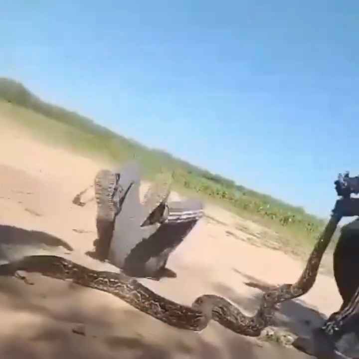 Usan una boa como cuerda para saltar Impactante video sobre la serpiente maltratada se hace viral