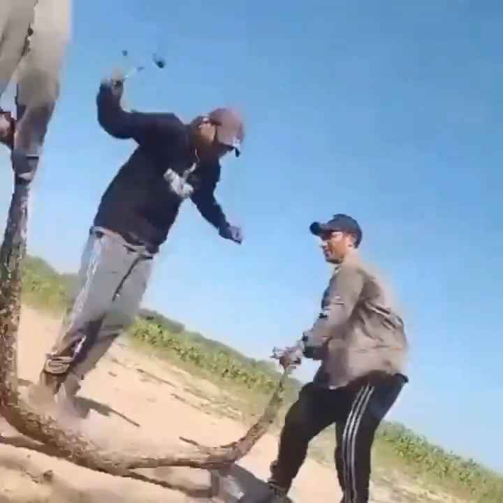 Usan una boa como cuerda para saltar Impactante video sobre la serpiente maltratada se hace viral