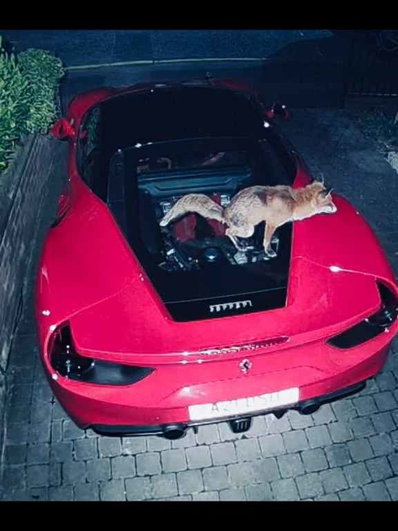 Volpe confunde un Ferrari con un inodoro y hace caca en el motor en el vídeo