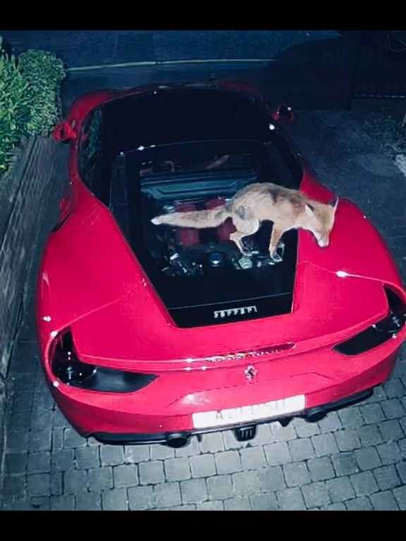 Volpe confunde un Ferrari con un inodoro y hace caca en el motor en el vídeo