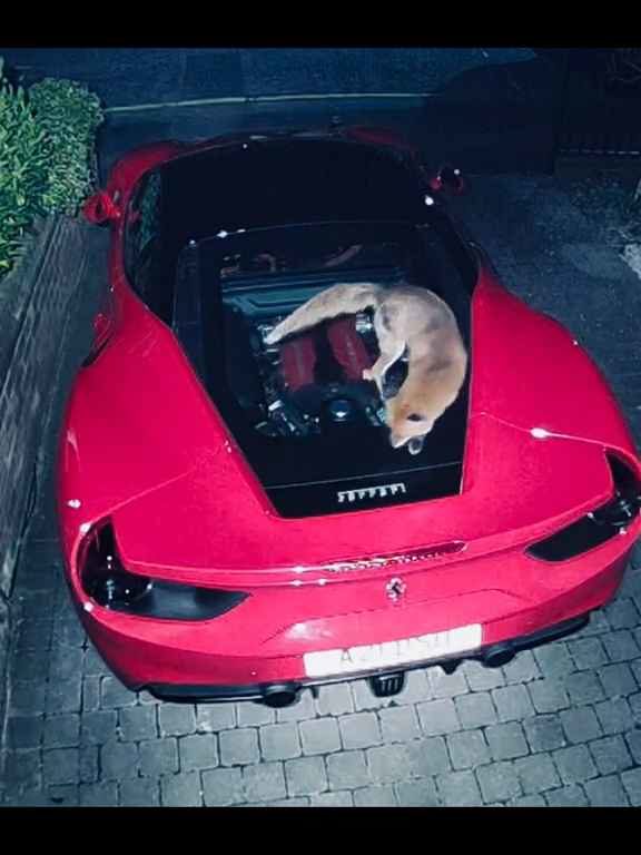 Volpe scambia una Ferrari per un water e fa la cacca sul motore il video