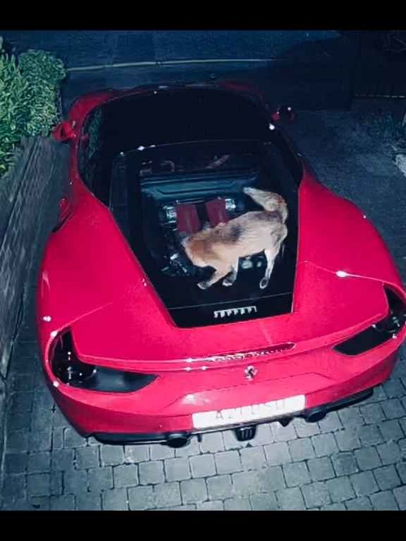 Im Video verwechselt Volpe einen Ferrari mit einer Toilette und kackt auf den Motor