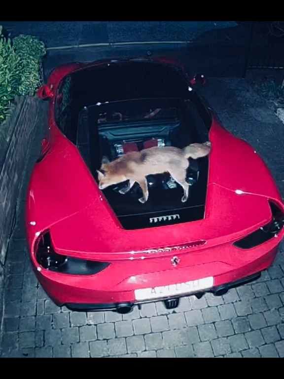 Volpe scambia una Ferrari per un water e fa la cacca sul motore il video