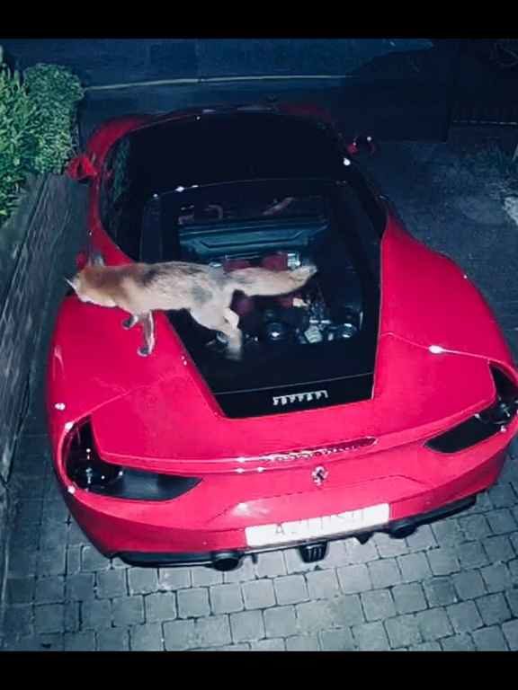 Volpe confunde un Ferrari con un inodoro y hace caca en el motor en el vídeo