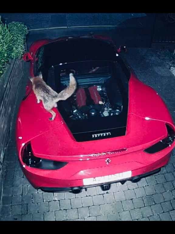 Volpe confunde un Ferrari con un inodoro y hace caca en el motor en el vídeo