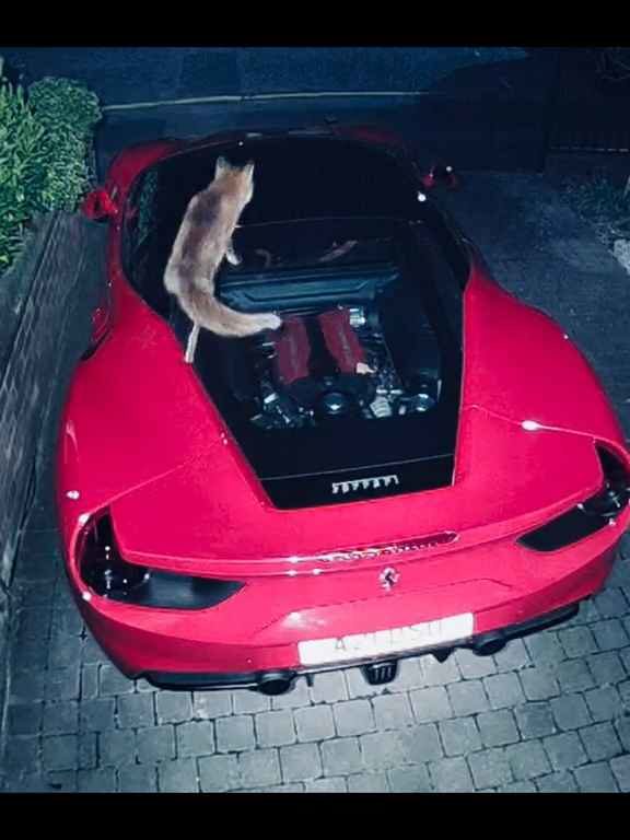 Volpe scambia una Ferrari per un water e fa la cacca sul motore il video