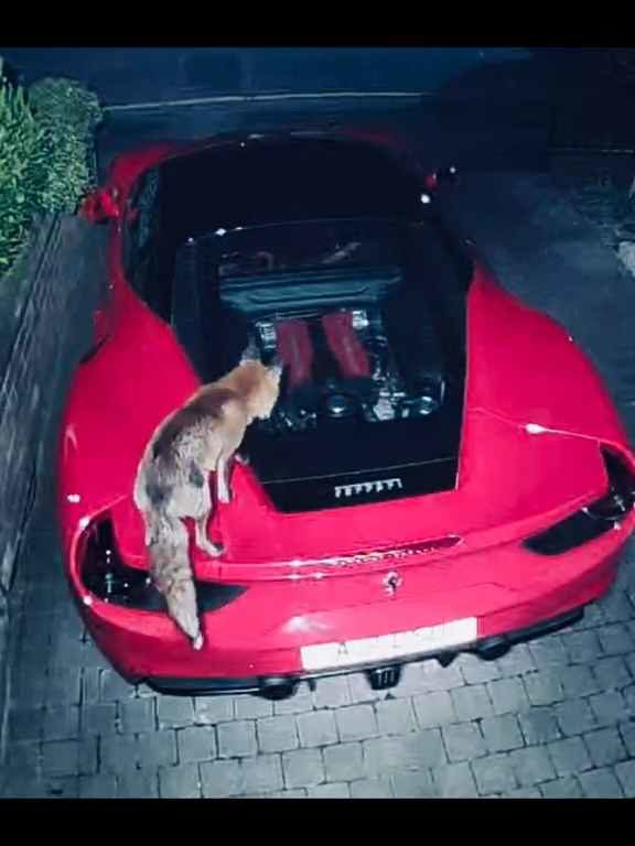 Im Video verwechselt Volpe einen Ferrari mit einer Toilette und kackt auf den Motor