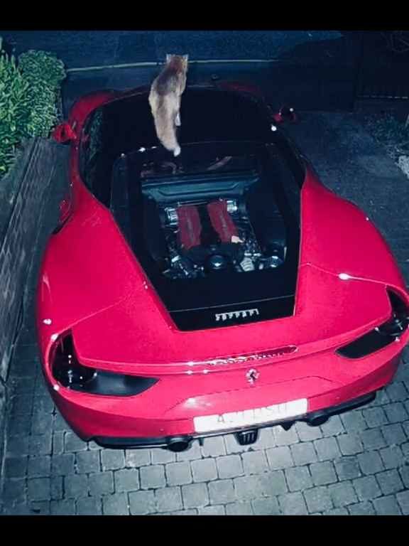 Volpe scambia una Ferrari per un water e fa la cacca sul motore il video