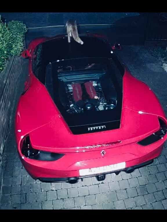 Im Video verwechselt Volpe einen Ferrari mit einer Toilette und kackt auf den Motor