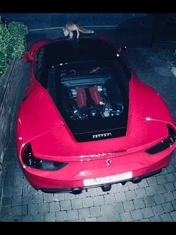 Volpe confunde un Ferrari con un inodoro y hace caca en el motor en el vídeo