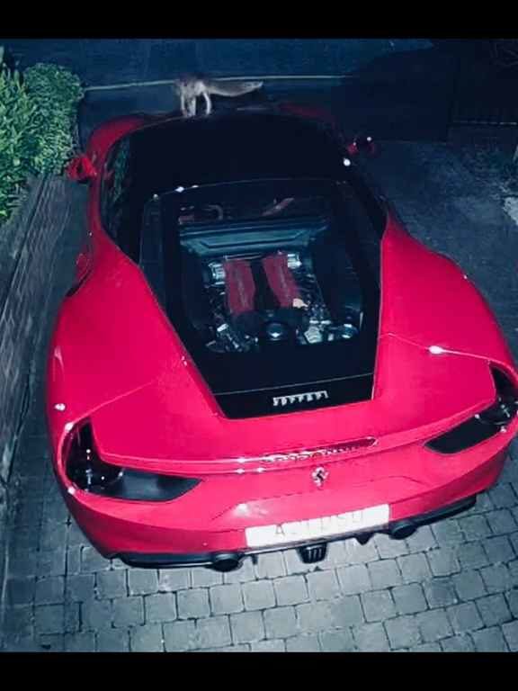 Im Video verwechselt Volpe einen Ferrari mit einer Toilette und kackt auf den Motor