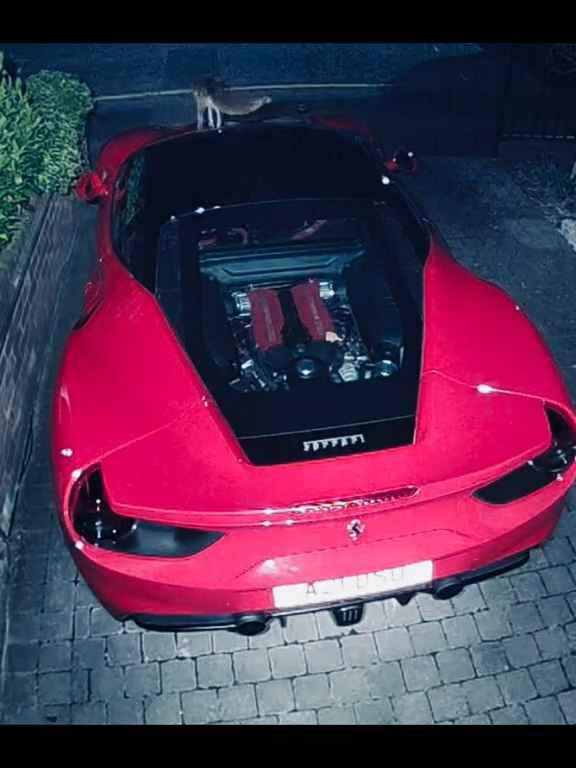 Volpe confunde un Ferrari con un inodoro y hace caca en el motor en el vídeo