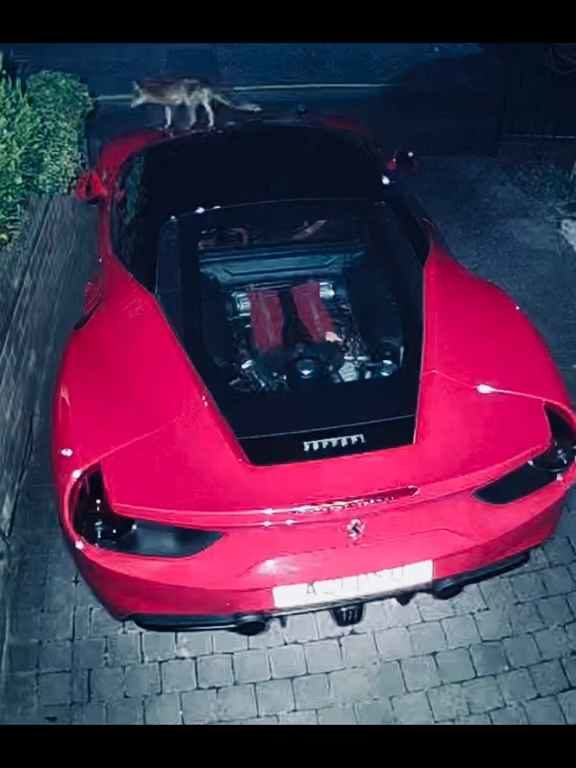 Volpe confunde un Ferrari con un inodoro y hace caca en el motor en el vídeo