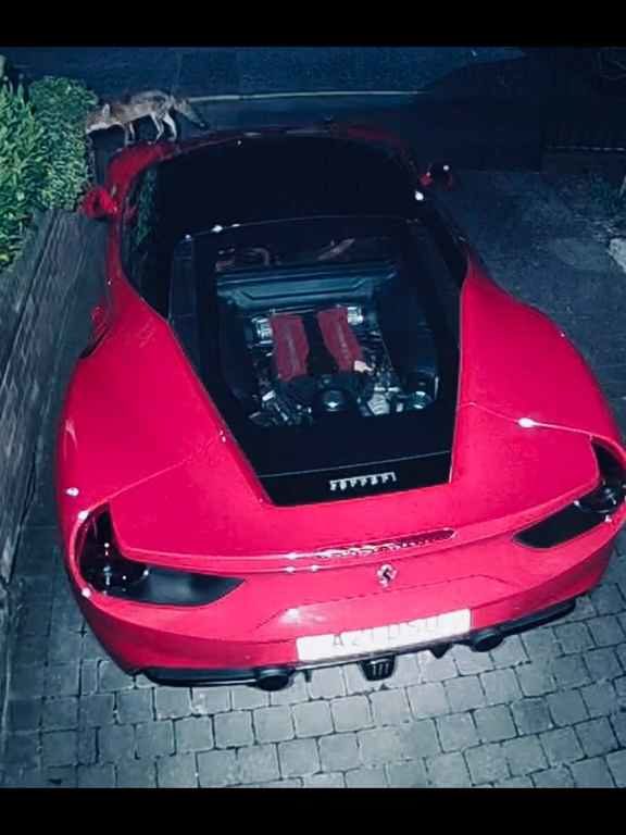 Volpe scambia una Ferrari per un water e fa la cacca sul motore il video