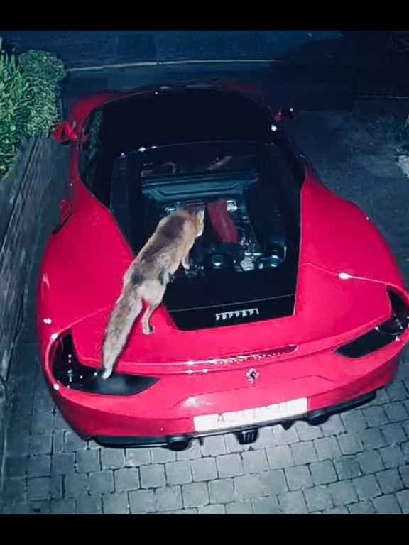 Im Video verwechselt Volpe einen Ferrari mit einer Toilette und kackt auf den Motor