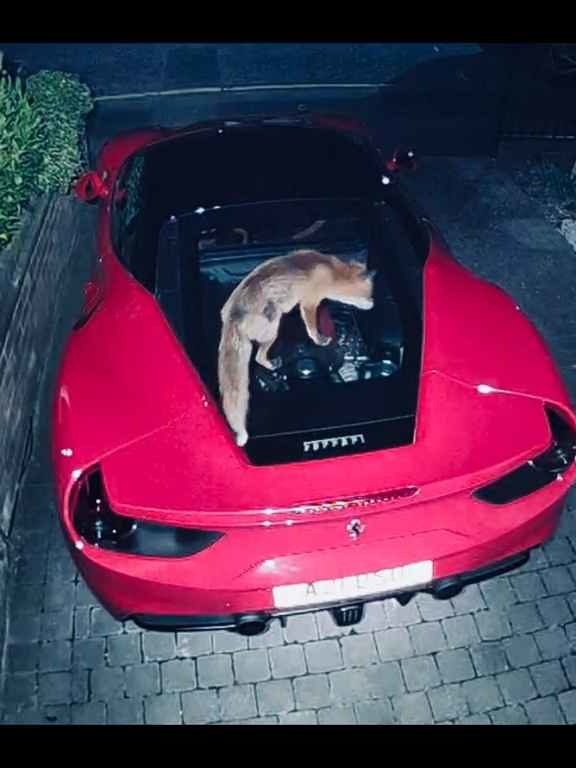 Volpe scambia una Ferrari per un water e fa la cacca sul motore il video