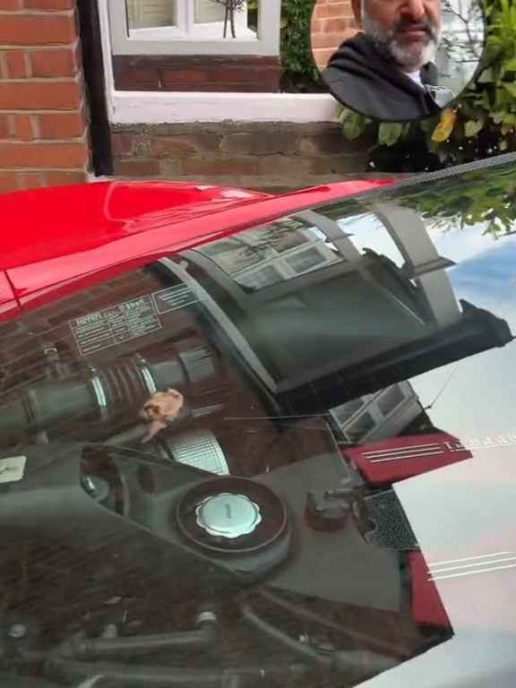 Volpe confunde un Ferrari con un inodoro y hace caca en el motor en el vídeo