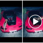 Im Video verwechselt Volpe einen Ferrari mit einer Toilette und kackt auf den Motor