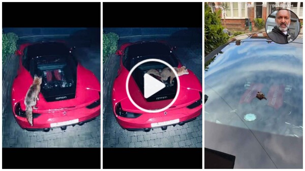 Im Video verwechselt Volpe einen Ferrari mit einer Toilette und kackt auf den Motor