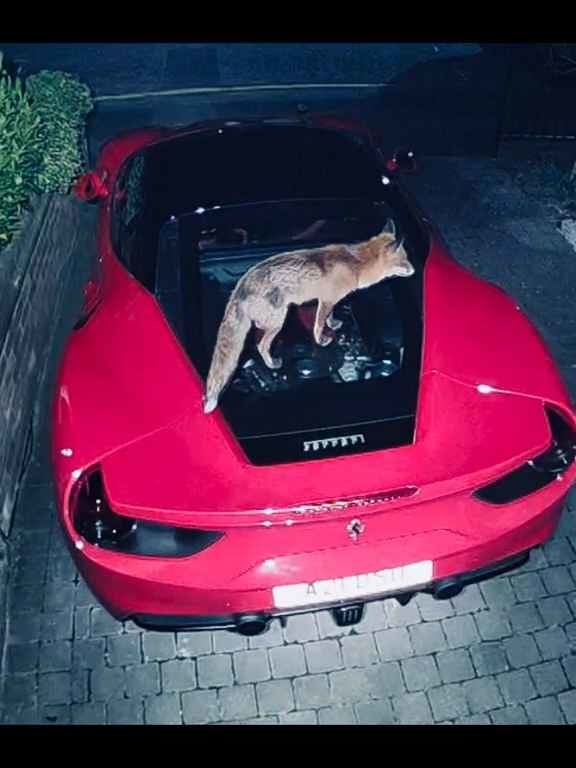 Im Video verwechselt Volpe einen Ferrari mit einer Toilette und kackt auf den Motor