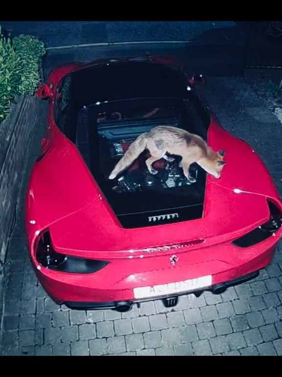 Volpe scambia una Ferrari per un water e fa la cacca sul motore il video