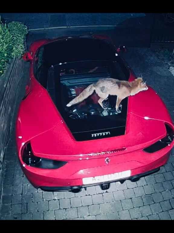 Volpe scambia una Ferrari per un water e fa la cacca sul motore il video