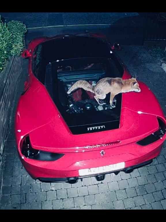 Volpe scambia una Ferrari per un water e fa la cacca sul motore il video