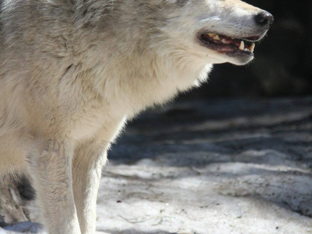 Kind von Wölfen in Stücke gerissen: Die neueste Hypothese über den toten kleinen Jungen in den Alpen