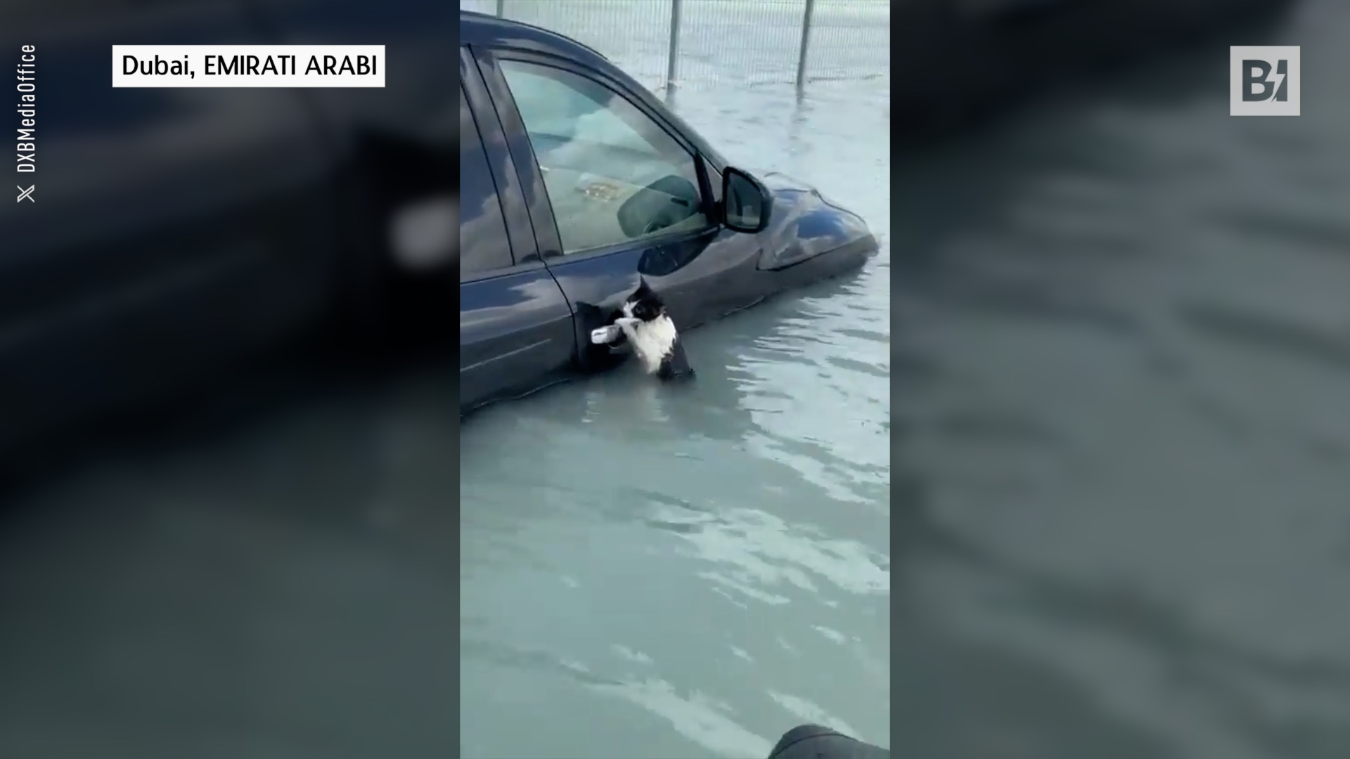 Dubai allagata, un gatto si salva aggrappandosi alla…