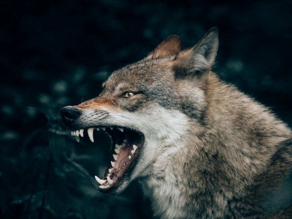 Niño despedazado por lobos: la última hipótesis sobre el niño encontrado muerto en los Alpes